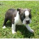 Boston Terrier - Rüde