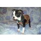 Boston Terrier - Rüde
