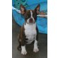 Boston Terrier - Rüde