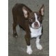 Boston Terrier - Rüde