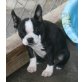 Boston Terrier - Rüde