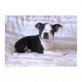 Boston Terrier - Rüde