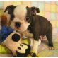 Boston Terrier - Rüde