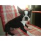 Boston Terrier - Rüde