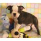 Boston Terrier - Rüde
