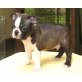 Boston Terrier - Rüde