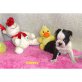 Boston Terrier - Rüde