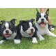 Boston Terrier - Rüde