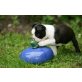 Boston Terrier Welpe mit VDH-Papieren, Boston Terrier Welpen - Rüde
