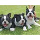 Boston-Terrier-Welpen, Boston Terrier - Rüde