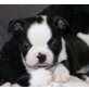 Boston Terrier Welpen - Hündin