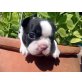 Boston Terrier Welpen - Hündin