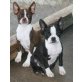 Boston Terrier Welpen - Rüde