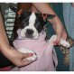 Boston Terrier Welpen - Rüde