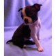 Boston Terrier Welpen - Rüde
