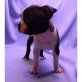Boston Terrier Welpen - Rüde