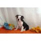Boston Terrier Welpen - Rüde