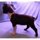 Boston Terrier Welpen - Rüde