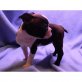 Boston Terrier Welpen - Rüde
