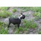 Boston Terrier Welpen - Rüde
