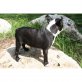 Boston Terrier Welpen - Rüde