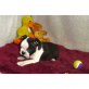 Boston Terrier Welpen - Rüde