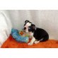Boston Terrier Welpen - Rüde