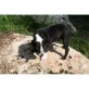 Boston Terrier Welpen - Rüde
