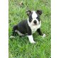 Boston Terrier Welpen  - Rüde