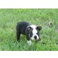 Boston Terrier Welpen  - Rüde