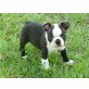 Boston Terrier Welpen  - Rüde