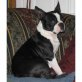 Boston Terrier Welpen - Rüde