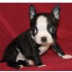 Boston Terrier Welpen - Rüde