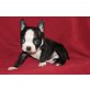 Boston Terrier Welpen - Rüde