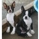 Boston Terrier Welpen - Rüde