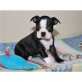 Boston Terrier Welpen - Rüde