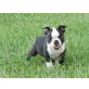 Boston Terrier Welpen - Rüde