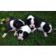 Boston Terrier Welpen - Rüde