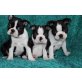 Boston Terrier Welpen aus liebevoller Familie, Boston Terrier Welpen - Rüde