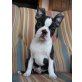 Boston Terrier Welpen sofort abgabebereit, Boston Terrier Welpen - Rüde