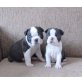 Boston-Welpen, Boston Terrier - Hündin
