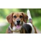 Bounty, Beagle - Hündin