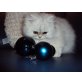 Bounty Bear, Perser - Kater