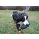 Bounty, Berner Sennenhund - Hündin