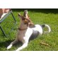 Bounty, Jack-Russell-Terrier - Hündin