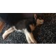 Bounty, Siberian Husky Welpen - Rüde