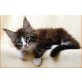 Bounty aus Elmpt, Maine Coon - Kater