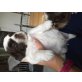 Bounty und Balu, Shih Tzu - Rüde