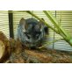 Bounty und Flip, Gipsy und Fips, Chinchilla