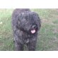 Bouvier des Flandres - Hündin